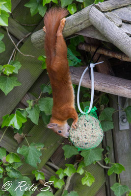 Eichhörnchen in Bremen