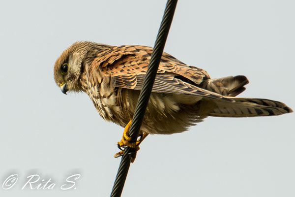 Turmfalke mit guter Aussicht auf einer Stromleitung