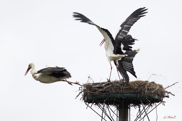 ..und er kann nicht im Nest landen...