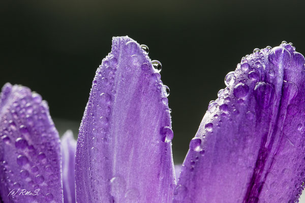 Krokus