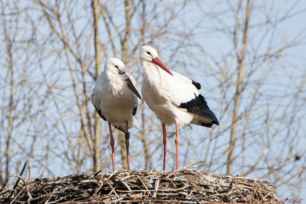 Das Storchenpaar auf dem Nest bei den Bootshäusern an der Hamme.