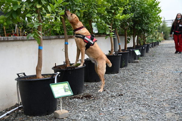 Anoplophora; Spürhunde; Asiatischer Laubholzbockkäfer; Tarlo asiatico; Capricorne asiatique;