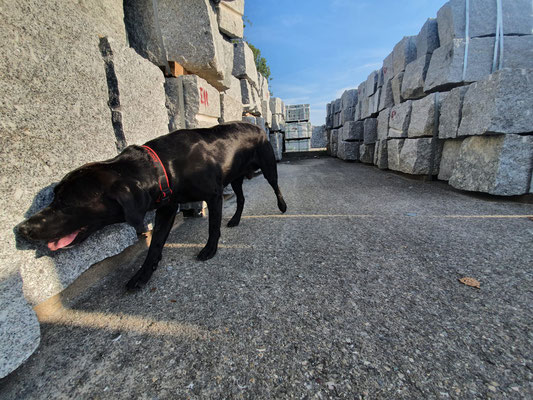 Asiatischer Laubholzbockkäfer Spürhunde