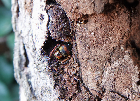 Xylotrechus chinensis, Anoplophora Spürhunde Schweiz