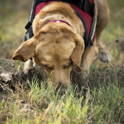 Japankäfer; Spürhunde; Popillia japonica;