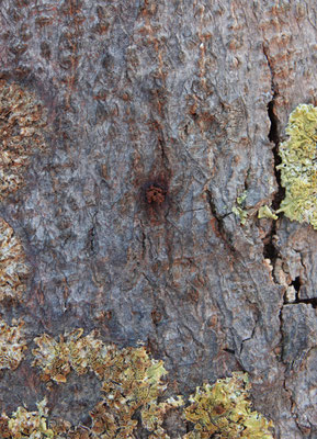 Xylotrechus chinensis, Anoplophora Spürhunde Schweiz
