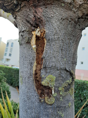 Xylotrechus chinensis, Anoplophora Spürhunde Schweiz
