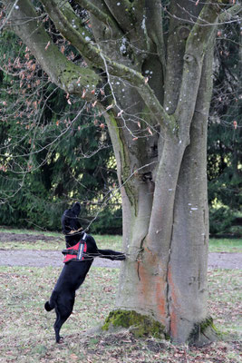 Anoplophora Spürhunde Schweiz