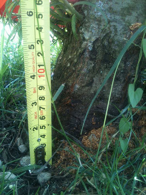 Asiatischer Laubholzbockkäfer Bohrspäneauswurf auf dem Boden (Eiablage Einbohrloch 17 cm vom Boden)