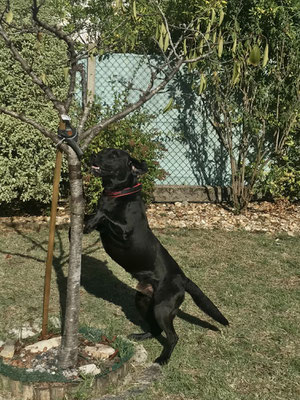 Asiatischer Laubholzbockkäfer Bekämpfung;Asiatischer Laubholzbockkäfer; Anoplophora Spürhunde Schweiz;