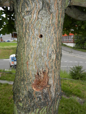 Asiatischer Laubholzbockkäfer Ausbohrloch