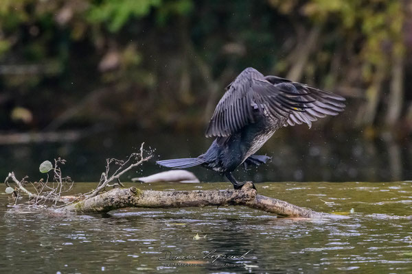 Grand Cormoran sur la Charente - Cognac FR16 - 12/2022 - ©LgDAMSphoto