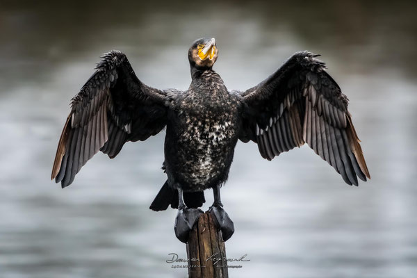 Grand Cormoran - Réserve ornithologique du Teich FR33 - 01/2022 @LgDAMSphoto