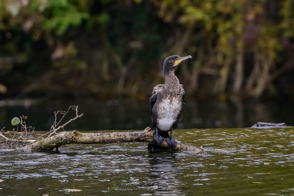 Grand Cormoran sur la Charente - Cognac FR16 - 12/2022 - ©LgDAMSphoto