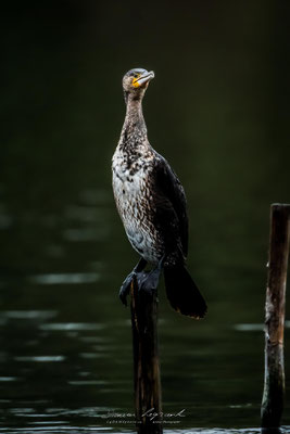 Grand Cormoran - Réserve ornithologique du Teich FR33 - 01/2022 @LgDAMSphoto