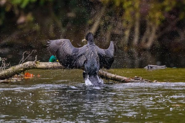 Grand Cormoran sur la Charente - Cognac FR16 - 12/2022 - ©LgDAMSphoto