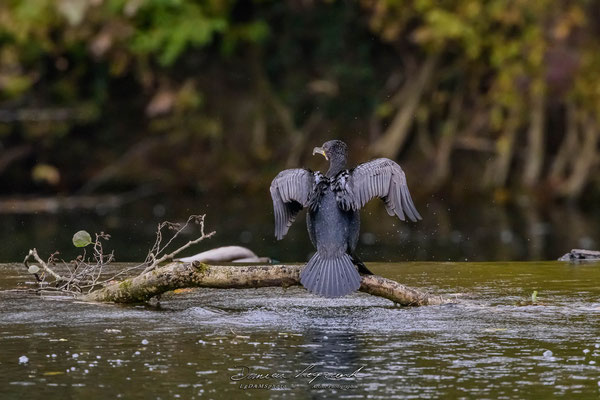 Grand Cormoran sur la Charente - Cognac FR16 - 12/2022 - ©LgDAMSphoto