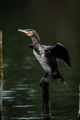 Grand Cormoran - Réserve ornithologique du Teich FR33 - 01/2022 @LgDAMSphoto