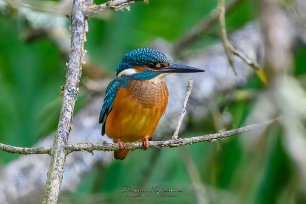 Martin-pêcheur d'Europe - La Charente COGNAC FR16 - 09/2024 - ©LgDAMSphoto