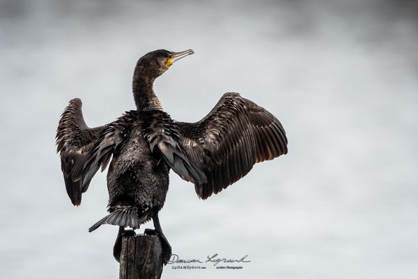 Grand Cormoran - Réserve ornithologique du Teich FR33 - 01/2022 @LgDAMSphoto