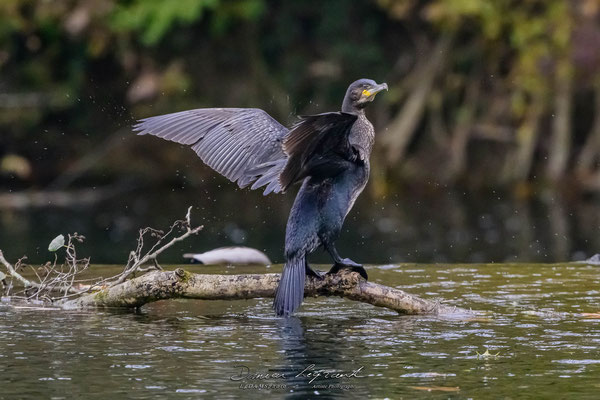 Grand Cormoran sur la Charente - Cognac FR16 - 12/2022 - ©LgDAMSphoto