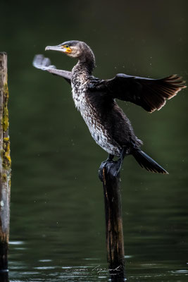 Grand Cormoran - Réserve ornithologique du Teich FR33 - 01/2022 @LgDAMSphoto