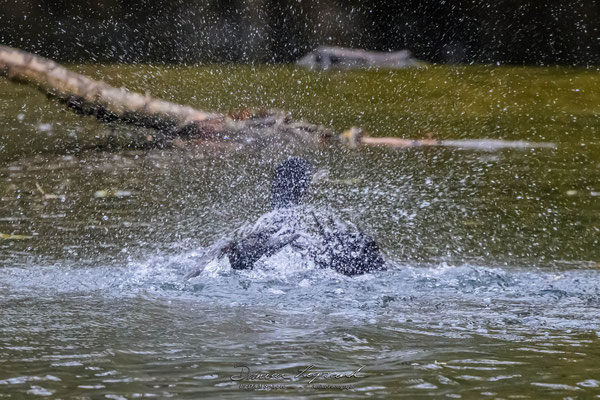 Grand Cormoran sur la Charente - Cognac FR16 - 12/2022 - ©LgDAMSphoto