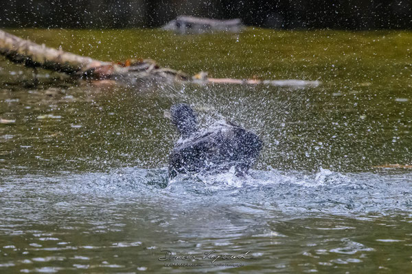 Grand Cormoran sur la Charente - Cognac FR16 - 12/2022 - ©LgDAMSphoto