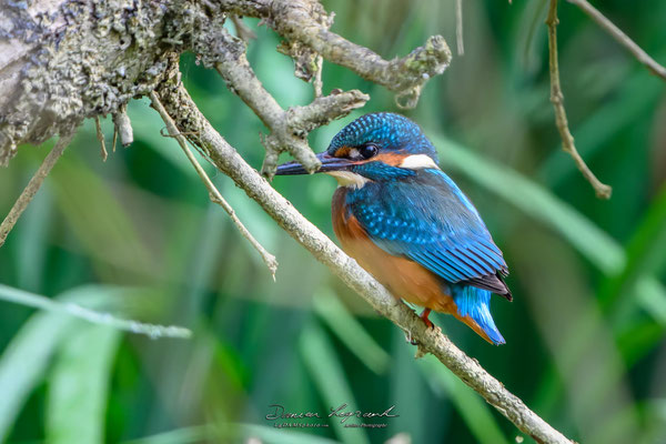 Martin-pêcheur d'Europe - La Charente COGNAC FR16 - 09/2024 - ©LgDAMSphoto