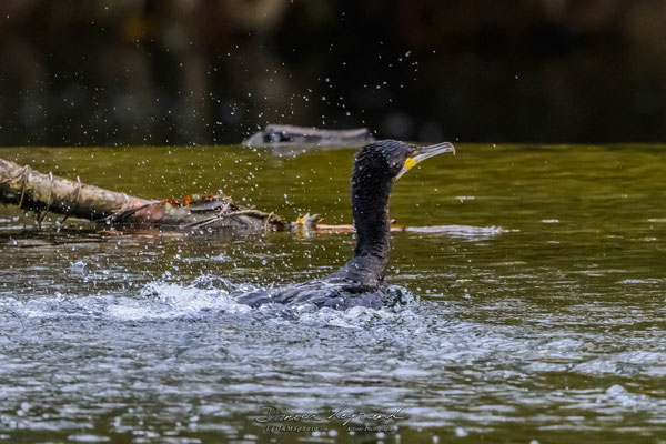 Grand Cormoran sur la Charente - Cognac FR16 - 12/2022 - ©LgDAMSphoto