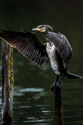 Grand Cormoran - Réserve ornithologique du Teich FR33 - 01/2022 @LgDAMSphoto