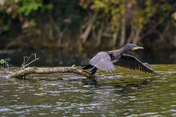 Grand Cormoran sur la Charente - Cognac FR16 - 12/2022 - ©LgDAMSphoto