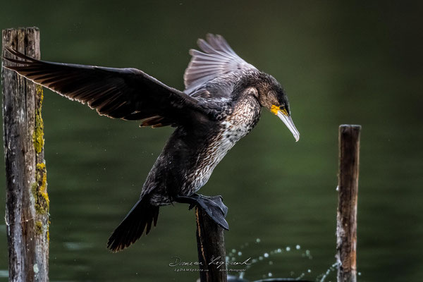 Grand Cormoran - Réserve ornithologique du Teich FR33 - 01/2022 @LgDAMSphoto