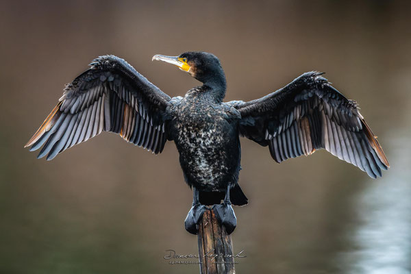 Grand Cormoran - Réserve ornithologique du Teich FR33 - 01/2022 @LgDAMSphoto