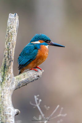 Martin-pêcheur d'Europe - Parc François 1er COGNAC FR16 - 02/2022 - ©LgDAMSphoto