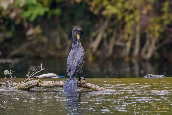 Grand Cormoran sur la Charente - Cognac FR16 - 12/2022 - ©LgDAMSphoto