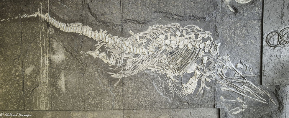 Ölschieferwand mit Ichtyosaurierskelett (Fischsaurier), große Seelilie und Ammoniten