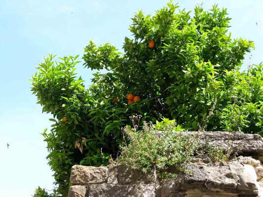Castelló d'Empuries, Orangenbaum - © Traudi