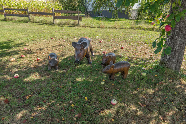 © Traudi - Wildschweine