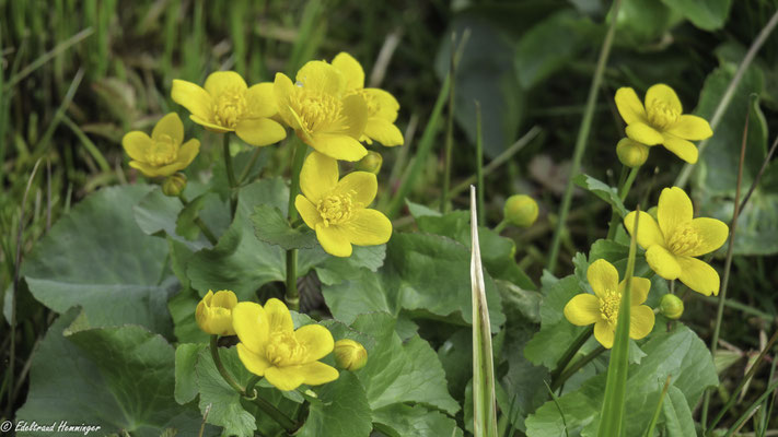 Sumpfdotterblumen