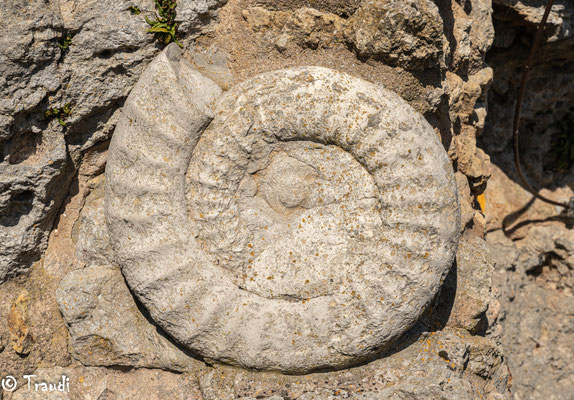Ammonit am Pulverturm