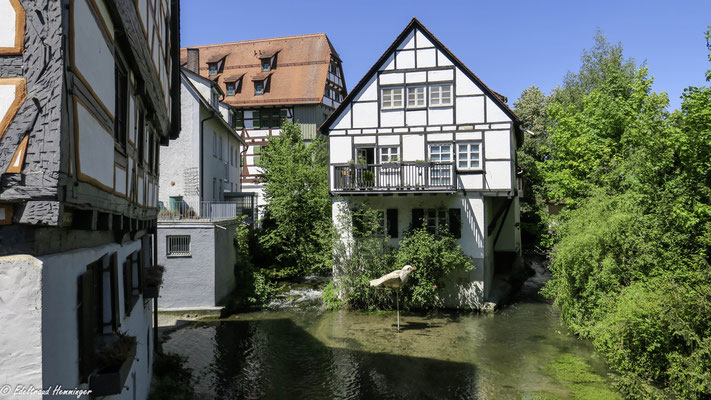 Dieser Spatz steht im Fischerviertel