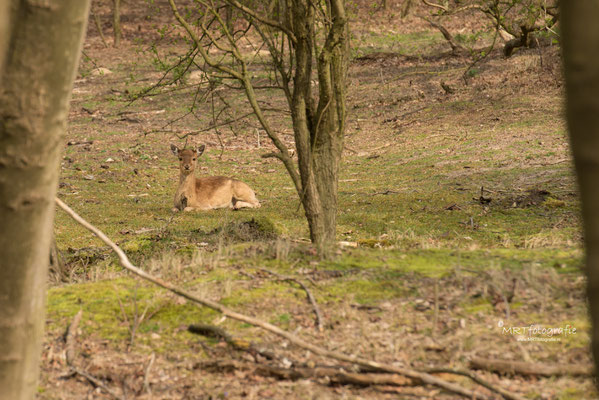 Amsterdamse Waterleiding Duinen