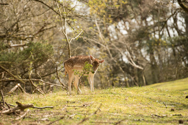 Amsterdamse Waterleiding Duinen