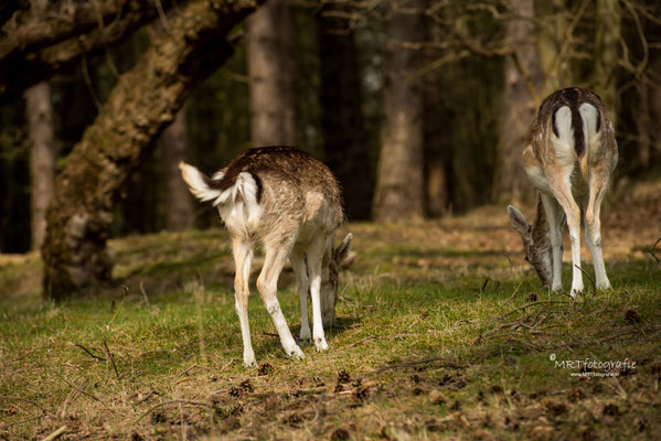 Amsterdamse Waterleiding Duinen