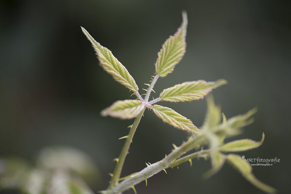 Hetzelfde blad gefotografeerd met zijlicht