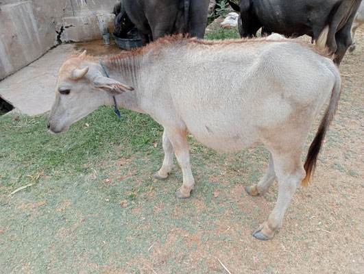 Das ist Buri