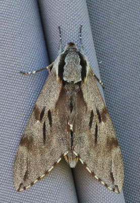 Besuch im Garten: Ein Kiefernschwärmer