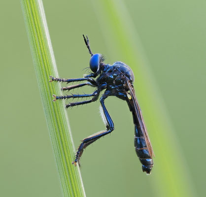 Schwarze Habichtsfliege