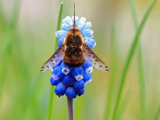 Gefleckter Wollschweber - größer als der Große.